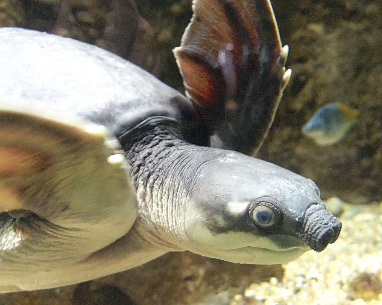 Pig Nosed Turtle